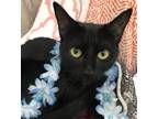 Adopt Gnome a All Black Domestic Shorthair / Mixed cat in Columbus