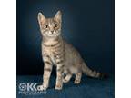 Adopt Pez a Gray, Blue or Silver Tabby Domestic Shorthair / Mixed (short coat)