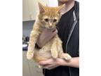 Adopt Ozzy a Orange or Red Domestic Longhair (long coat) cat in Colorado