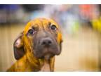 Adopt Zak and Zeke a Brindle - with White Black Mouth Cur / Mixed dog in