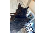 Adopt Midnight a All Black Domestic Longhair (long coat) cat in Port Aransas