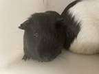 Adopt Goober a Guinea Pig small animal in Houston, TX (39136335)