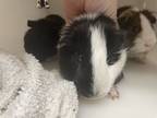Adopt Gus a Guinea Pig small animal in Houston, TX (39136334)