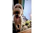 Adopt NIKO a Tan/Yellow/Fawn Labradoodle / Mixed dog in Sanford, FL (39136318)