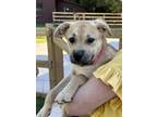 Adopt Debbie a Tan/Yellow/Fawn Labrador Retriever / Collie / Mixed dog in