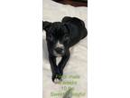 Adopt Fred a Black - with White Boston Terrier / German Shepherd Dog / Mixed dog