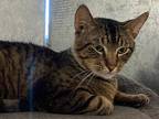 Adopt Reggie a Brown Tabby Tabby (medium coat) cat in Port Aransas