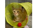 Adopt Walter a Orange or Red Tabby (medium coat) cat in Port Aransas