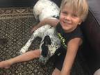 Adopt Eddies a White - with Black Australian Cattle Dog / Shepherd (Unknown