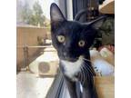 Adopt Sugar (Oppenheimer) - *Available by Appointment Chino Hills or City of