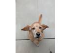 Adopt Charlie a Tan/Yellow/Fawn Labrador Retriever / Beagle / Mixed dog in