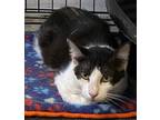 Adopt Pepper a Black & White or Tuxedo American Shorthair (short coat) cat in