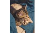 Adopt Rascal a Brown Tabby American Shorthair / Mixed (short coat) cat in Indian