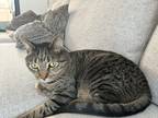 Adopt Ricky a Gray, Blue or Silver Tabby Domestic Shorthair / Mixed (short coat)