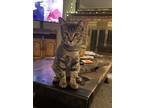 Adopt Oakley (with Maple) a Brown Tabby Domestic Shorthair (short coat) cat in