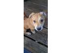 Adopt Itchy a Tan/Yellow/Fawn - with White Podengo Portugueso / Collie / Mixed