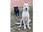 Adopt Margo a White German Shepherd Dog / Mixed dog in Pattison, TX (39136158)