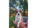 Adopt Mei Fun a White - with Tan, Yellow or Fawn Jack Russell Terrier / Beagle /