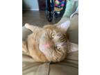 Adopt Socks, Tiger and Gray a Orange or Red Tabby Tabby / Mixed (short coat) cat