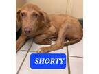 Adopt SHORTY a Red/Golden/Orange/Chestnut Vizsla / Mixed dog in Saint Jo