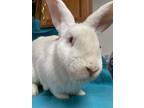 Adopt Lord Snowden a Albino or Red-Eyed White Flemish Giant / Mixed (short coat)