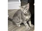 Adopt Ghost a Gray, Blue or Silver Tabby Domestic Shorthair (short coat) cat in