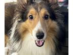 Adopt Poochie a Tricolor (Tan/Brown & Black & White) Sheltie