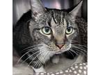 Adopt Lily a Brown Tabby Domestic Shorthair / Mixed (short coat) cat in Oakland