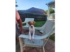 Adopt General Tso a White - with Tan, Yellow or Fawn Jack Russell Terrier /