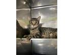 Adopt Tiff a Brown Tabby Domestic Shorthair (short coat) cat in Hibbing