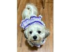 Adopt Lucy a White Bichon Frise / Shih Tzu / Mixed dog in Saint Mary's