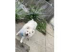 Adopt Alice a White Akita / Mixed dog in Springfield, MA (39136096)