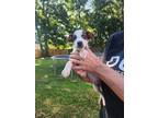 Adopt Kung Pao a Tricolor (Tan/Brown & Black & White) Jack Russell Terrier /