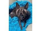 Adopt Cooper a Gray/Silver/Salt & Pepper - with Black Chinese Crested /