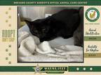 Adopt Shadow a Domestic Shorthair / Mixed cat in Melbourne, FL (39126529)