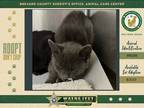 Adopt Smokey a Domestic Shorthair / Mixed cat in Melbourne, FL (39126528)