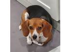 Adopt Trooper a Tricolor (Tan/Brown & Black & White) Beagle / Mixed dog in Ft