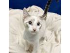 Adopt Cameron a White (Mostly) Siamese (short coat) cat in Leavenworth