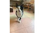 Adopt Katniss a Domestic Shorthair / Mixed cat in Campbell River, BC (39110258)