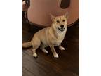 Adopt Shinobi a Brown/Chocolate - with White Corgi / Shiba Inu / Mixed dog in