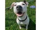 Adopt Cali a White - with Tan, Yellow or Fawn Pit Bull Terrier / Mixed dog in