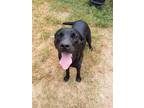 Adopt Jack a Labrador Retriever / American Pit Bull Terrier / Mixed dog in Tool