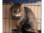 Adopt Tabby a Brown Tabby Domestic Shorthair (short coat) cat in Leavenworth