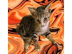 Adopt WHISKERS a Brown Tabby Domestic Shorthair (short coat) cat in Delray