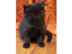 Adopt Carti a All Black Persian / Mixed (long coat) cat in Clayton