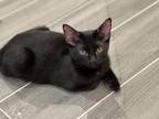 Adopt Moon a All Black Bombay / Mixed (short coat) cat in Downey, CA (39135920)