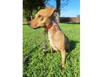 Adopt Leona a Tan/Yellow/Fawn Dachshund / Mixed dog in Chico, CA (39135978)