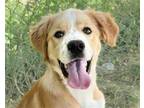 Adopt Hanson a Tan/Yellow/Fawn - with White Golden Retriever / Mixed dog in