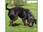 Adopt Jackie a Black Beagle / Mixed dog in Poland, IN (39135921)