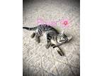 Adopt Flower a Gray, Blue or Silver Tabby Domestic Shorthair / Mixed cat in
